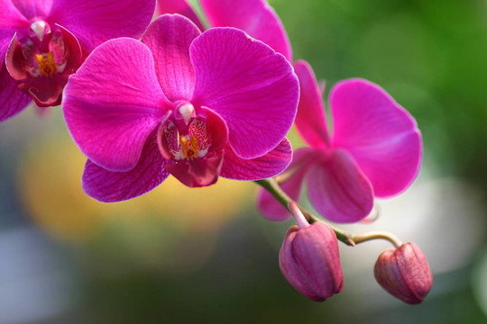 蘭花