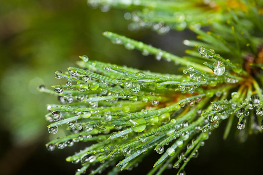 雨后的松樹(shù)