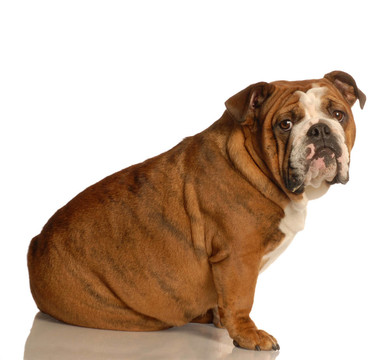 英國(guó)斗牛犬
