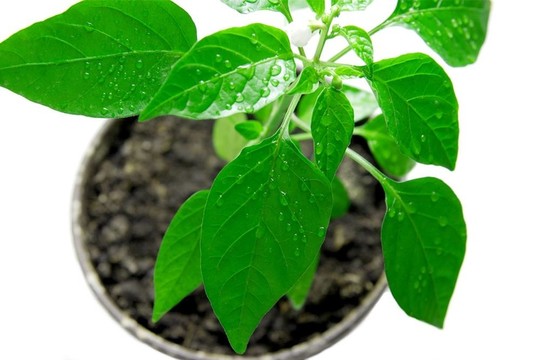 植物
