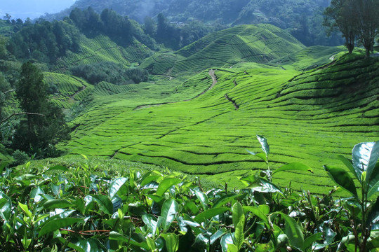 茶