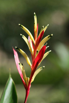 鶴蕉