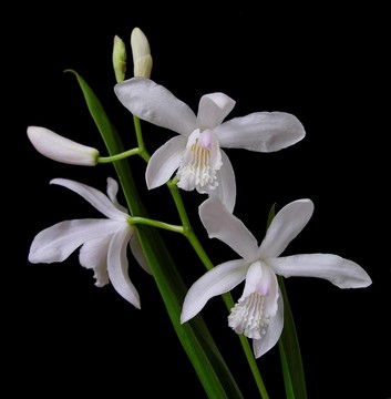 中國地面蘭花- Bletilla striata Alba