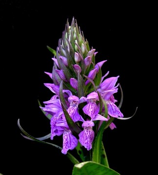 豹沼澤蘭花Dactylorhiza majalis