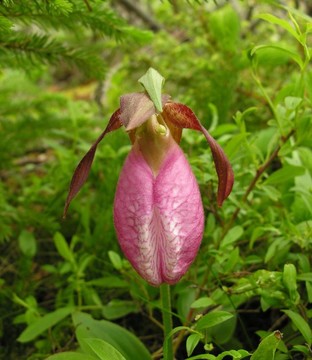 紅粉佳人s-slipper蘭花- Cypripedium acaule