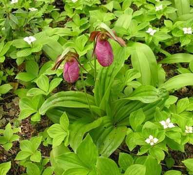 紅粉佳人s-slipper蘭花- Cypripedium acaule