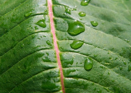 濕葉