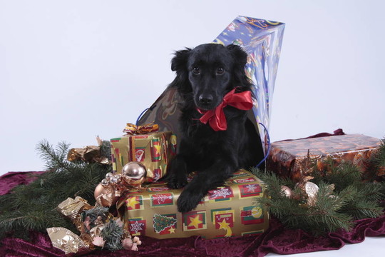 christmasdog