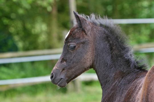 小馬駒
