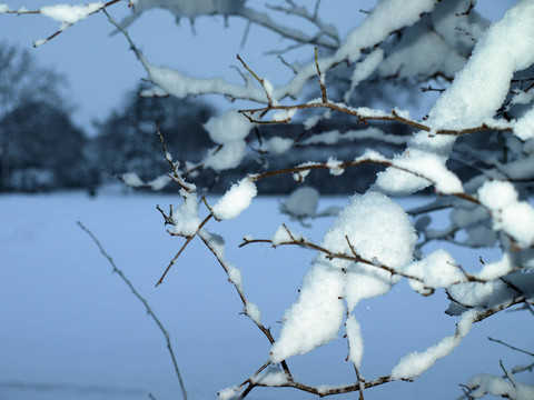 樹枝上的雪