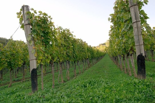 grapeyard