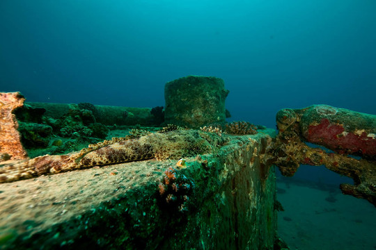 在thistlegorm croccodilefish