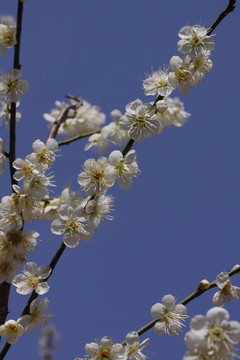 櫻桃