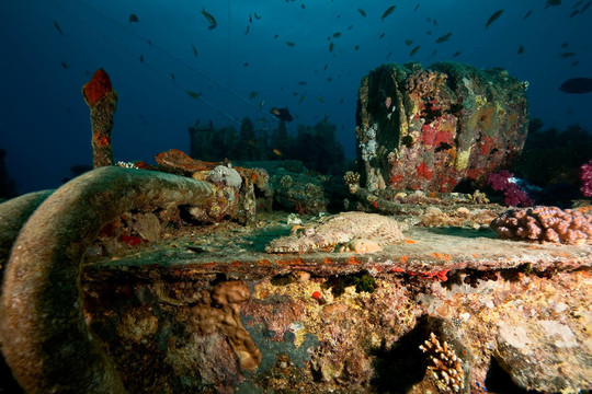在thistlegorm croccodilefish