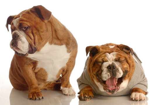 斗牛犬欺