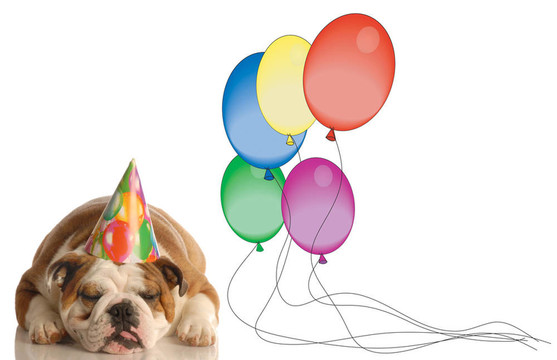 生日的狗