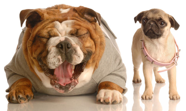 斗牛犬欺