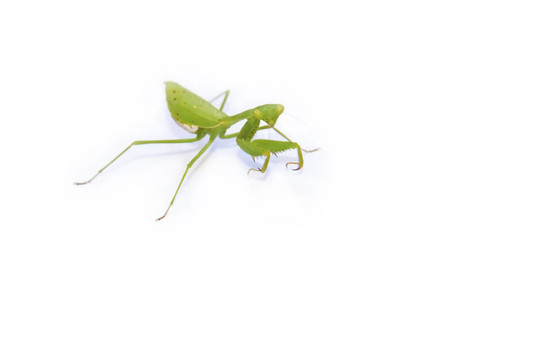 Bright Green Manits在白