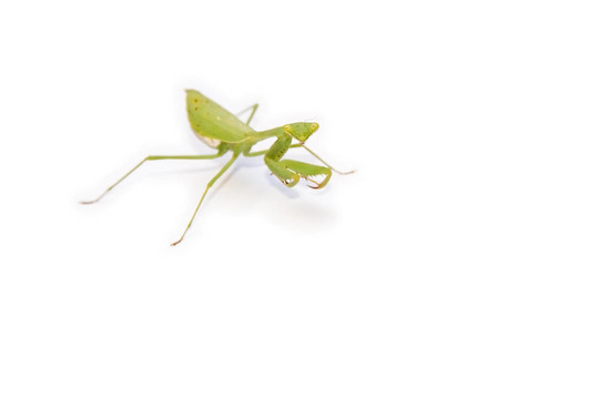 Bright Green Manits在白
