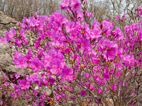 Blooming Rhododendron 10