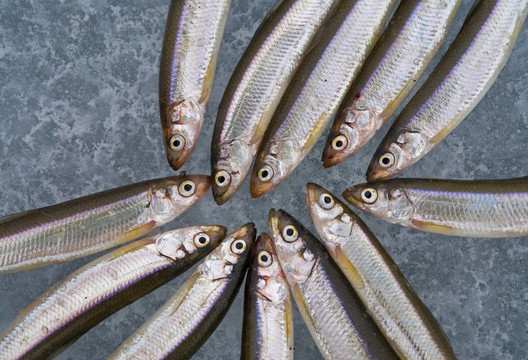 冰上的魚12