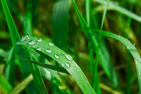 草