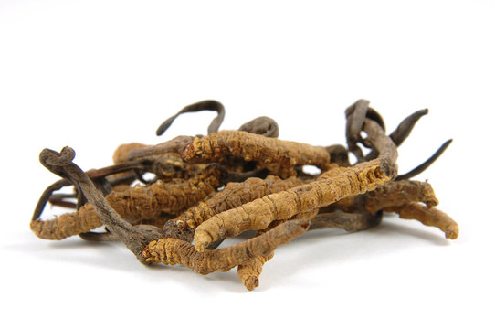 Cordyceps（子囊菌屬）