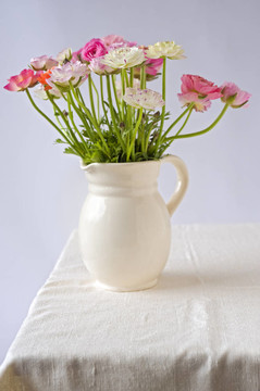 花毛茛