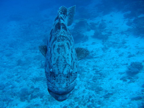 面對(duì)馬鈴薯鱈魚(yú)