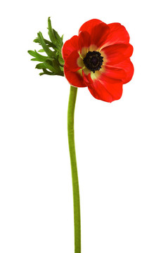 紅色的花