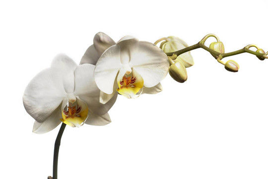 Orchidea