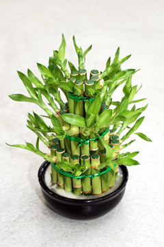 竹類植物
