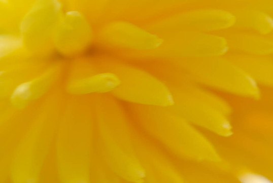 黃色的菊花