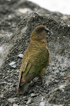鸚鵡鳥（鸚鵡山）- Franz Josef Glacier；新西蘭