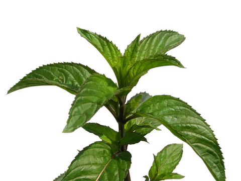 peppermin