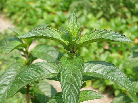 peppermin