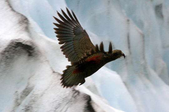 鸚鵡鳥(niǎo)（鸚鵡山）- Franz Josef Glacier；新西蘭