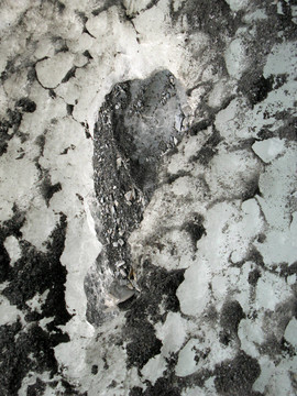 Franz Josef Glacier；新西蘭