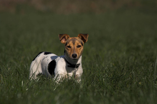 Jack Russel的肖像