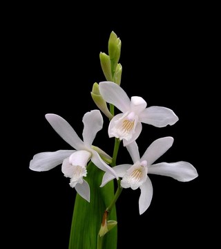 中國(guó)地面蘭花- Bletilla striata Alba