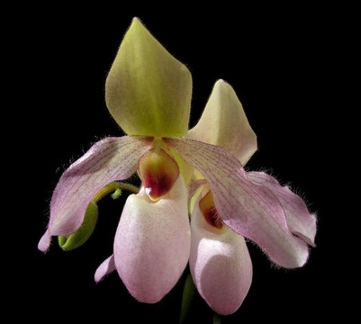 女士s-slipper -兜蘭屬雜交