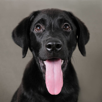 拉布拉多獵犬