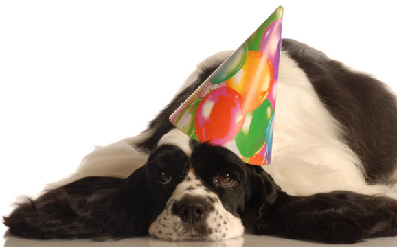 生日的狗
