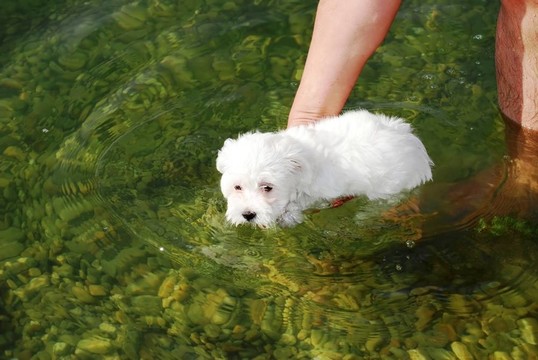 狗學游泳