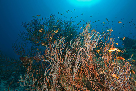 珊瑚；海洋和魚類