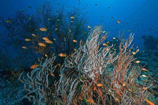 珊瑚；海洋和魚類
