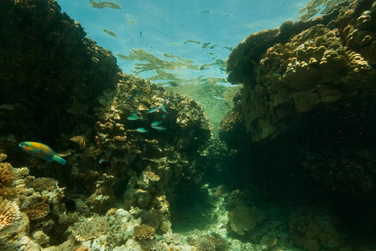 珊瑚；海洋和魚類