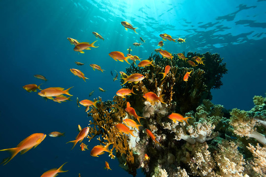 珊瑚；海洋和魚類