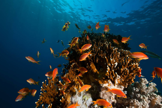 珊瑚；海洋和魚類