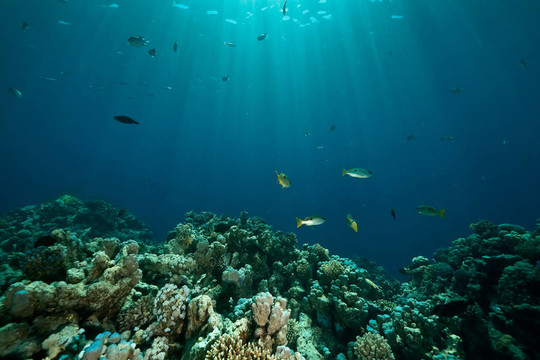 珊瑚；海洋和魚類